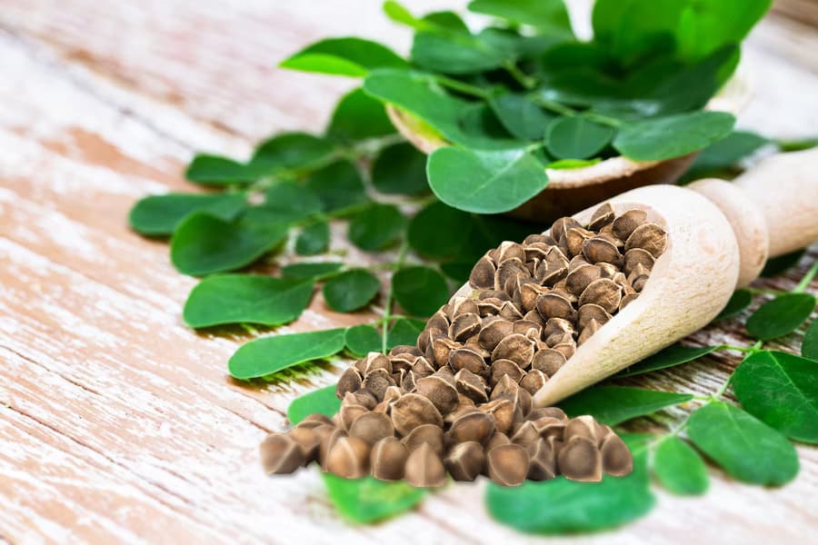 Moringa